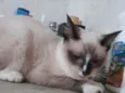 Lily 