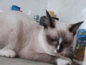 Gato raça Srd idade 2 a 6 meses nome Lily 