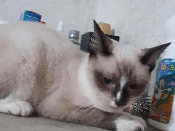 Gato ra a Srd idade 2 a 6 meses nome Lily 