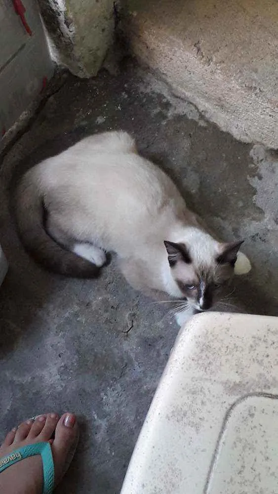 Gato ra a Srd idade 2 a 6 meses nome Lily 
