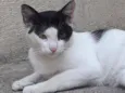 Porquinho