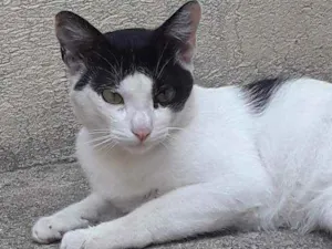Gato raça Srd idade 7 a 11 meses nome Porquinho