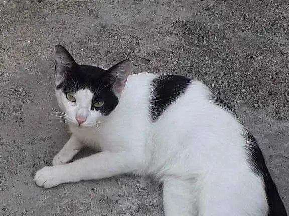 Gato ra a Srd idade 7 a 11 meses nome Porquinho