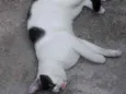 Porquinho