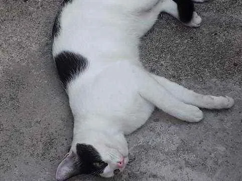 Gato ra a Srd idade 7 a 11 meses nome Porquinho