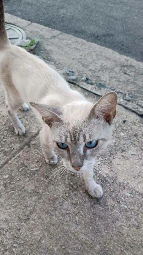 Gato raça Siamês  idade 2 a 6 meses nome Sem nome