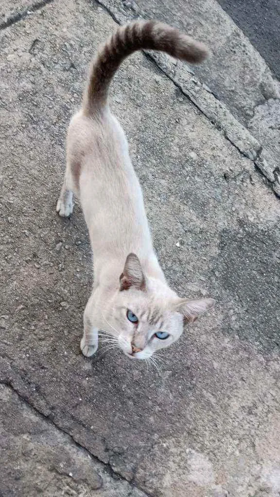 Gato raça Siamês  idade 2 a 6 meses nome Sem nome