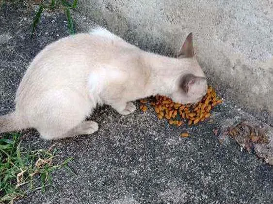 Gato raça Siamês  idade 2 a 6 meses nome Sem nome