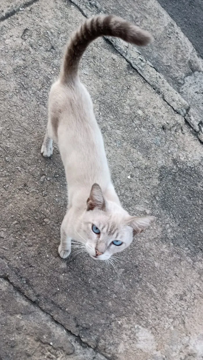 Gato raça Siamês  idade 2 a 6 meses nome Sem nome