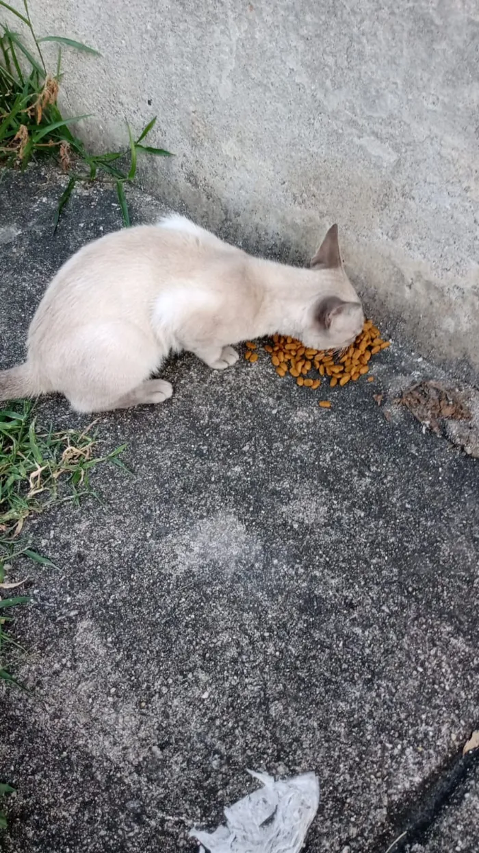 Gato raça Siamês  idade 2 a 6 meses nome Sem nome