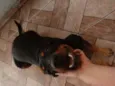 Apolo