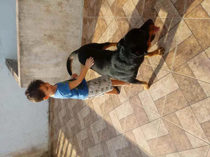 Cachorro ra a Rottwailer idade 3 anos nome Apolo