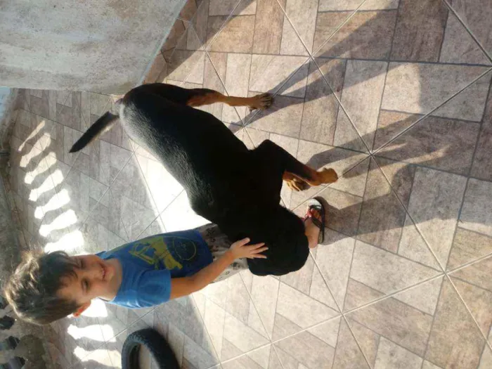 Cachorro ra a Rottwailer idade 3 anos nome Apolo
