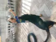 Apolo