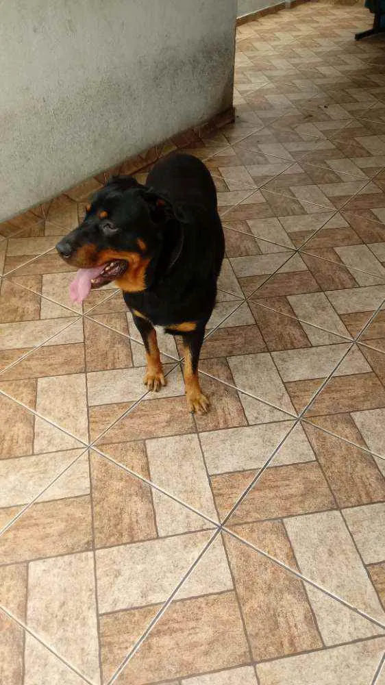 Cachorro ra a Rottwailer idade 3 anos nome Apolo