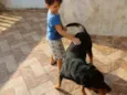 Apolo