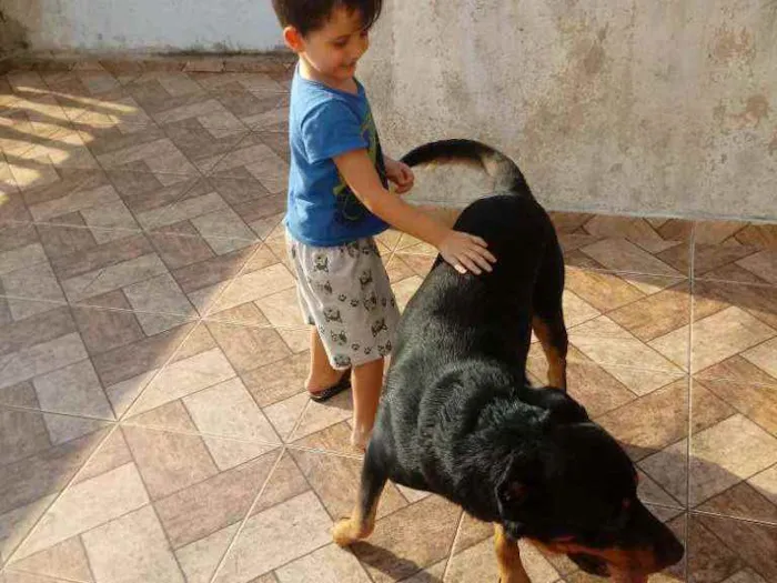 Cachorro ra a Rottwailer idade 3 anos nome Apolo