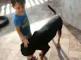 Apolo