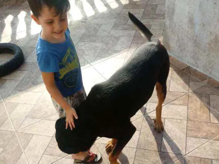 Cachorro ra a Rottwailer idade 3 anos nome Apolo