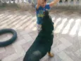 Apolo