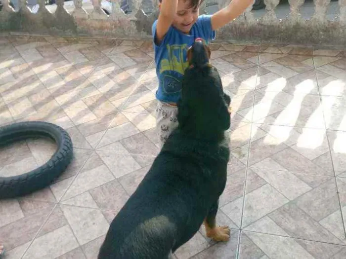 Cachorro ra a Rottwailer idade 3 anos nome Apolo