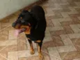 Apolo