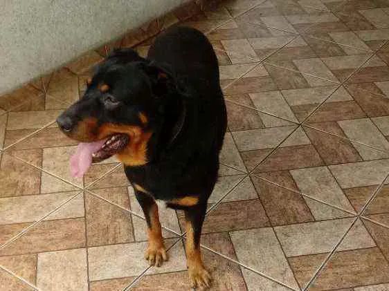 Cachorro ra a Rottwailer idade 3 anos nome Apolo