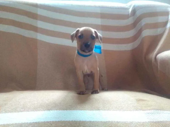 Cachorro ra a RND idade Abaixo de 2 meses nome Não tem