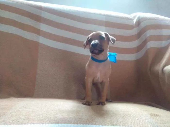 Cachorro ra a RND idade Abaixo de 2 meses nome Não tem