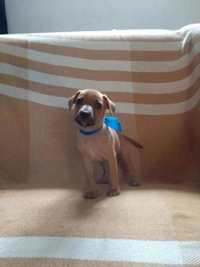 Cachorro ra a RND idade Abaixo de 2 meses nome Não tem