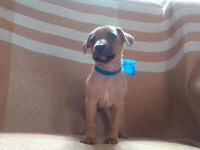 Cachorro ra a RND idade Abaixo de 2 meses nome Não tem