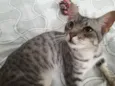 Tigrinho 