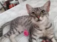 Tigrinho 