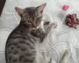 Tigrinho 