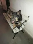 Pantera