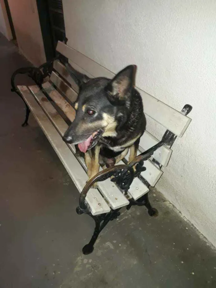 Cachorro ra a Pastor Alemã idade 4 anos nome Pantera