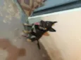Pantera