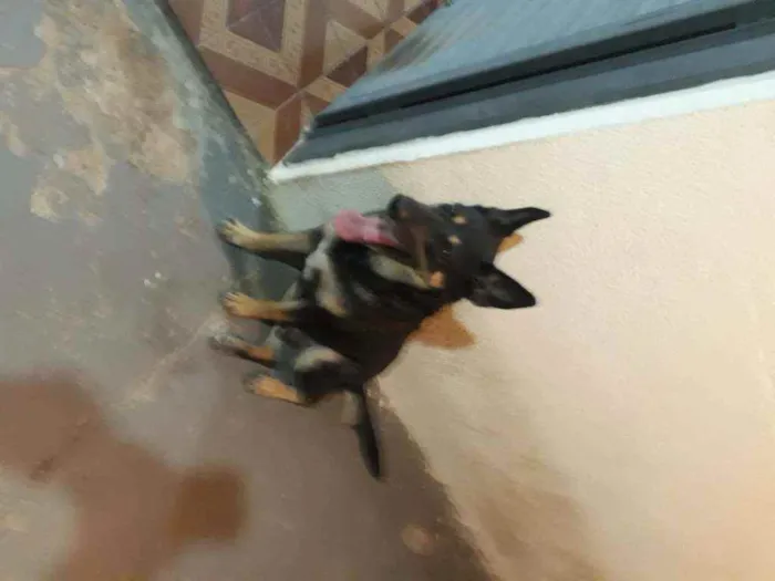 Cachorro ra a Pastor Alemã idade 4 anos nome Pantera
