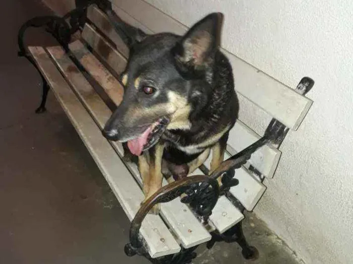 Cachorro ra a Pastor Alemã idade 4 anos nome Pantera