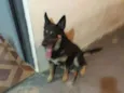 Pantera