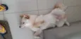 Menino