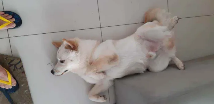 Cachorro raça Chow Chow idade 1 ano nome Menino