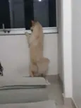 Menino