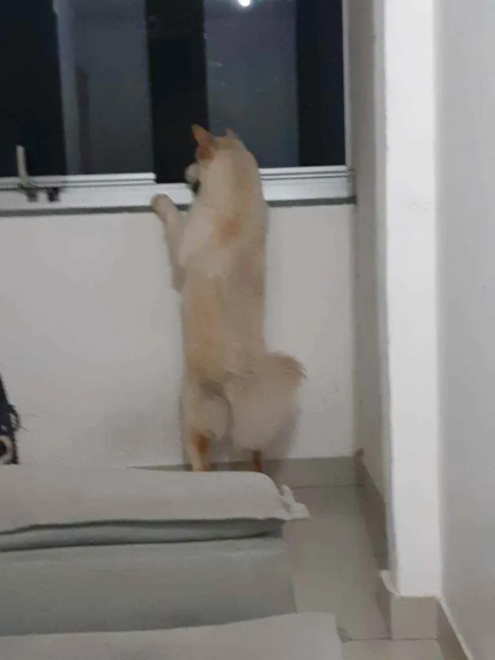 Cachorro raça Chow Chow idade 1 ano nome Menino