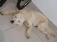 Menino