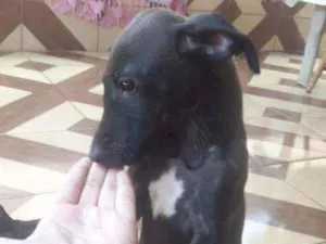 Cachorro raça Vira lata  idade 2 a 6 meses nome Mel