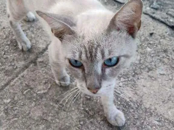 Gato raça Siamês  idade 2 a 6 meses nome Sem nome