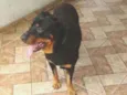 Apolo