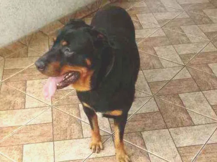 Cachorro ra a Rottwailer idade 3 anos nome Apolo