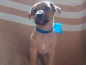 Cachorro raça RND idade Abaixo de 2 meses nome Não tem